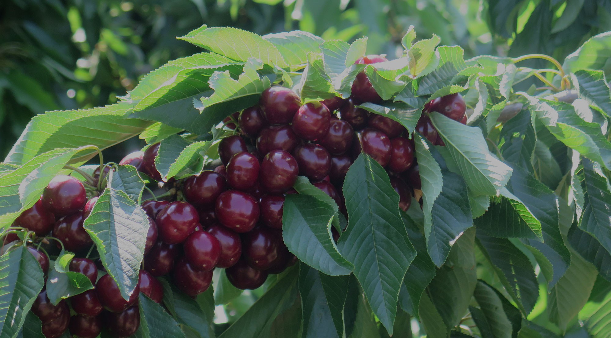 Rama de cerezas en el árbol